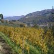 Vigna in autunno